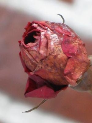 rose.JPG