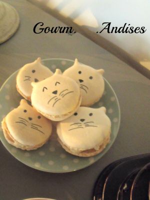 Macarons-chat.jpg