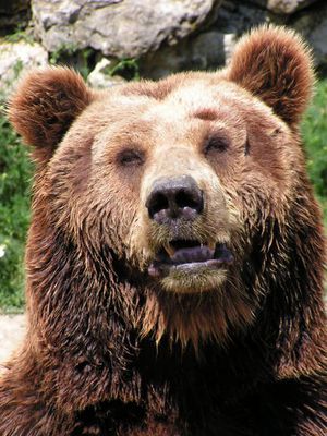 ours brun (domaine des fauves)