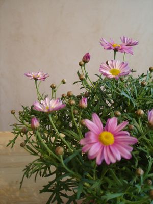 DSC01442