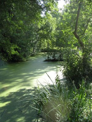 Venise Verte