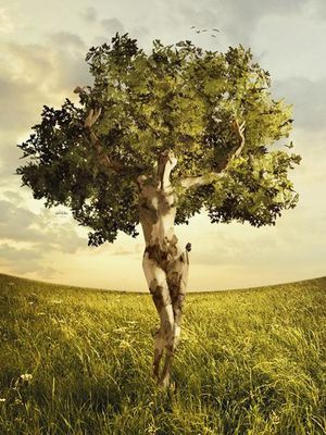 femme-arbre.jpg