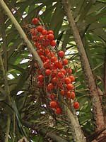 Awara Fruit