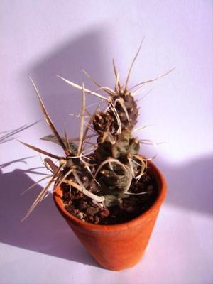 Tephrocactus-1.jpg