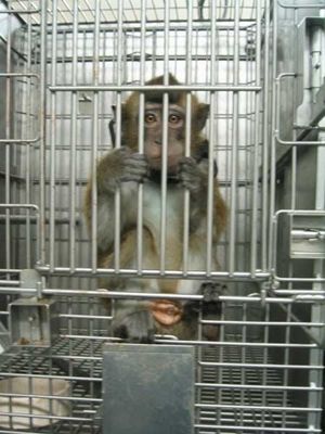 animal testing cruelty pictures. EU animal testing… - Cruel