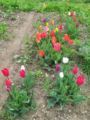 tulipes du jardin - 3