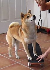 apprendre à son chien à faire du skateboard