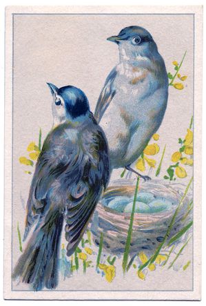 Birds-BlueEggs-vintageimage-Graphics-Fairy