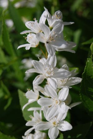 Deutzia-gracilis---inflorescences.jpg