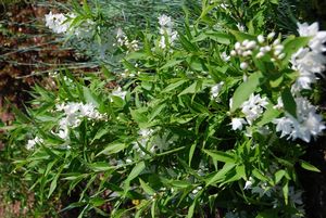 Deutzia gracilis