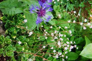 Saxifrage-urbium.jpg