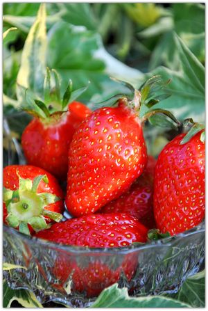 Fraises-6b.jpg