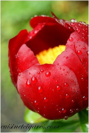 Pivoine 2