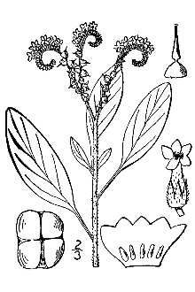 héliotrope