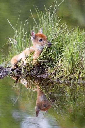 animal cervidé faon 8