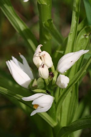 céphalanthère longifolia 7623bx