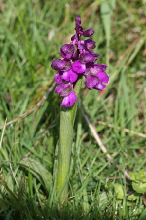 orchidées 0848