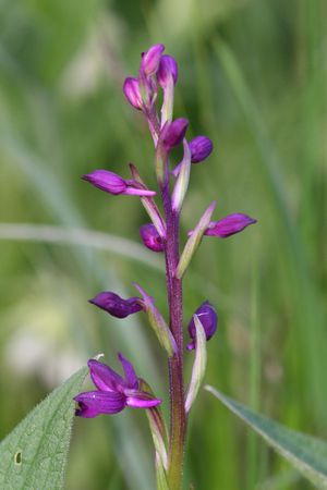 orchis à fleurs lâches 7648bx