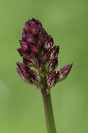 orchis pourpre 1270x