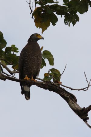 site de rencontre sri lankais