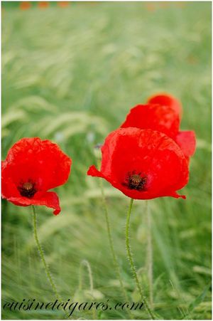 Gelée de Coquelicots Trio 10