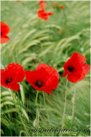 Gelée de Coquelicots Trio 11