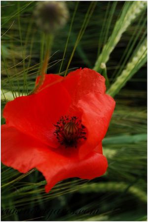 Gelée de Coquelicots Trio 13