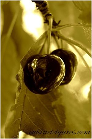 Sepia DSC 0195 2