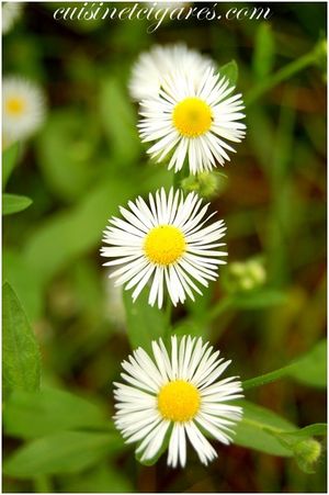 Trois marguerites DSC 0521 2