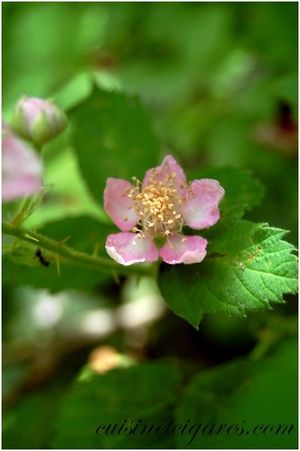 Fleur de Mûre 5