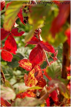Vignes 1