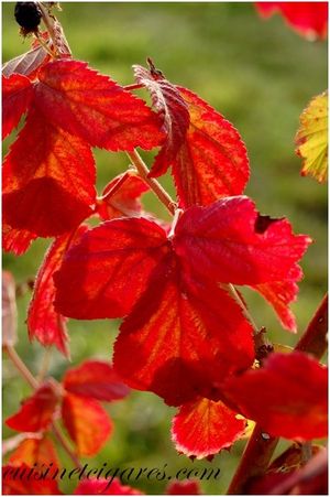 Vignes 2