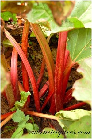 Clafouflan Rhubarbe 3