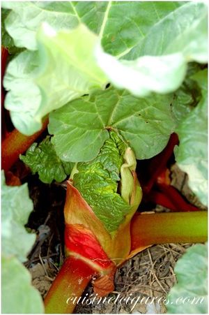 Clafouflan Rhubarbe 4