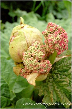 Rhubarbe en fleur (8) 1