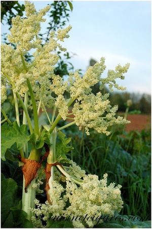 Rhubarbe en fleur 6