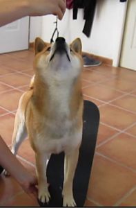 apprendre à son chien à faire du skateboard
