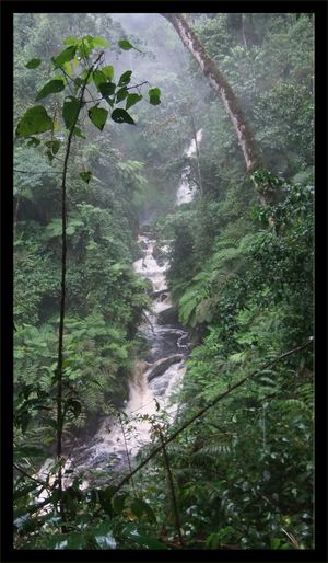Rwanda - nyungwe cascade 25