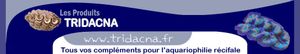 Tridacna-2.jpg