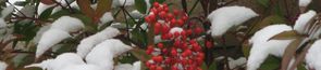 bambou-sacre-hiver-2.jpg