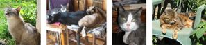 CHATS-COMPAGNONS-DE-FREYA.jpg