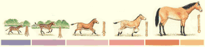 horses