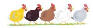 5-poulettes.jpg