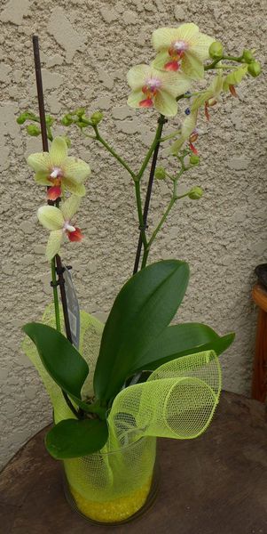 orchidéejaune1