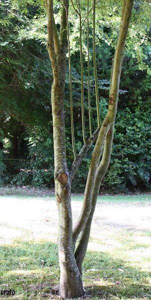 Ariege-2010-950.jpg