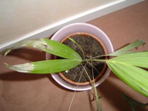 areca areca
