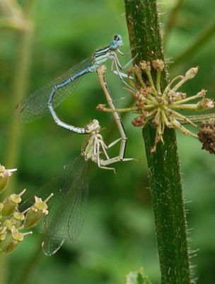 vexin1 agrion couple