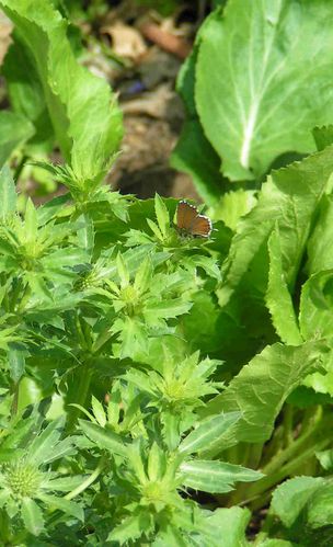 Papillon-et-Chardons-bleus-juin-1-5.jpg