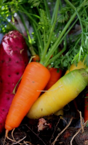 carottes-dec-2012.jpg