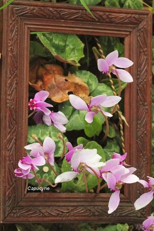 jardin-de-novembre 1427